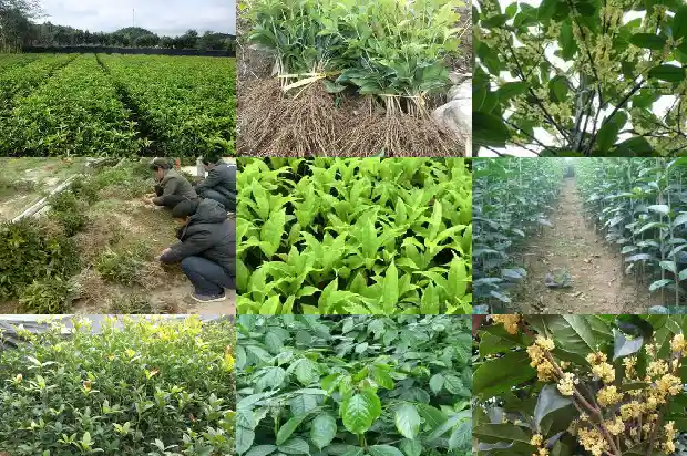 哪里可以买桂花树枝1682647724989