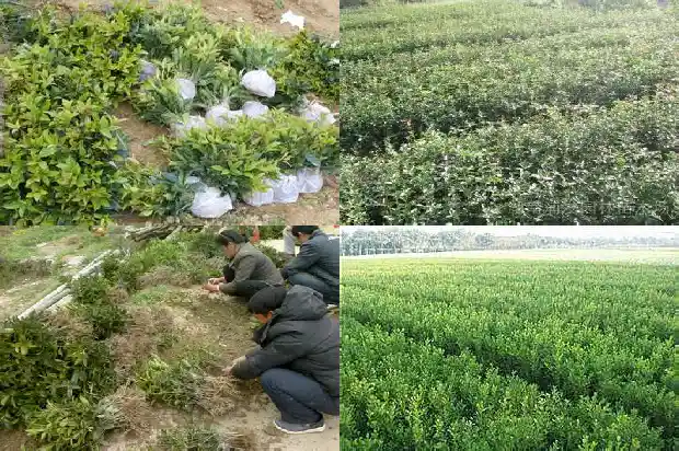 哪里能买到桂花树种子1682647745906