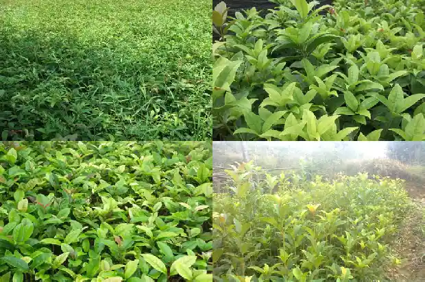 哪里能买到桂花树种子1682647746002