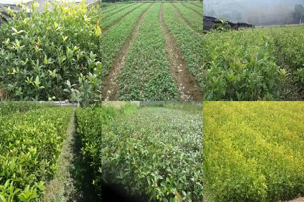 哪里能买到桂花树枝1682647769458