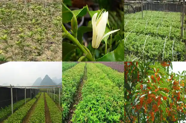 怎么买桂花树1682647792224