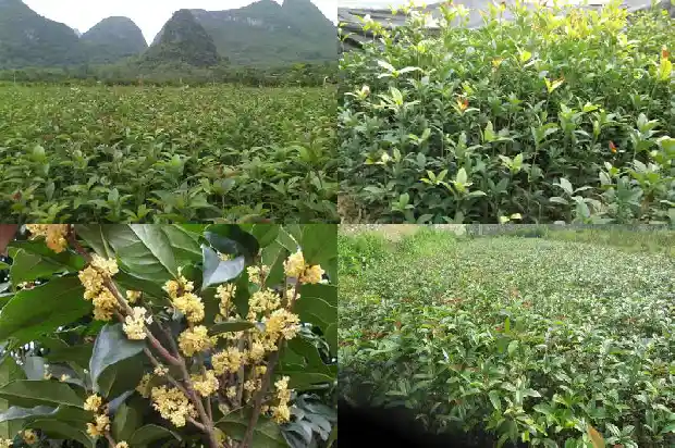 有谁要买桂花树种子苗1682647831634