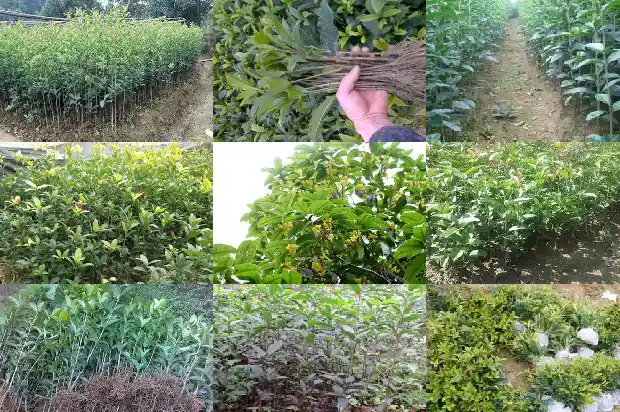 有谁要买桂花树种子苗1682647831681
