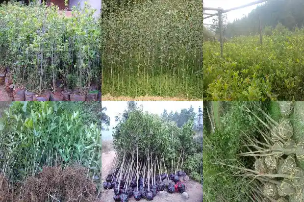 有谁要买桂花树种子苗1682647831727