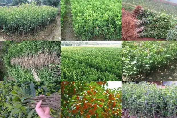 购买桂花树桩盆景1682647926935