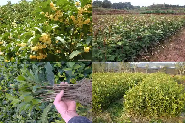 哪里的桂花树便宜又好看呢1682647943701