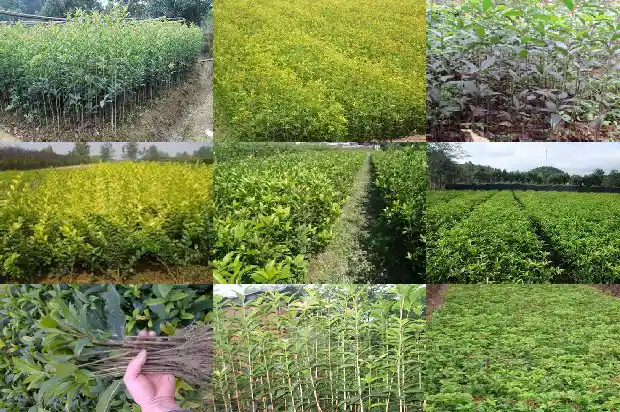 哪里的桂花树便宜又好看呢1682647943749