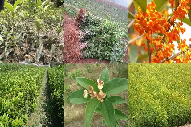 哪里的桂花树便宜又好养活1682647968538
