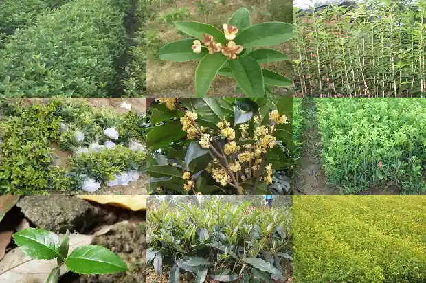 哪里的桂花树便宜又好养活1682647968586