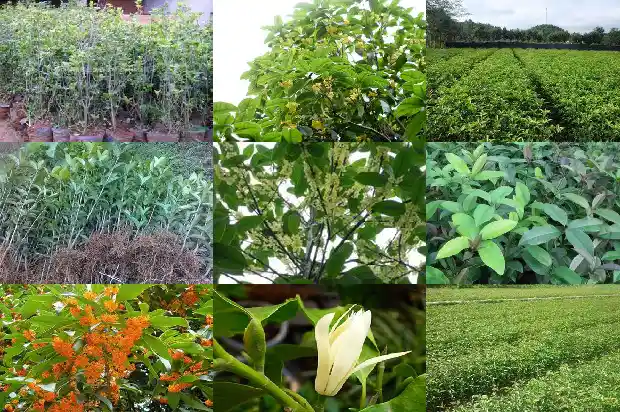 哪里的桂花树便宜又好养活1682647968634