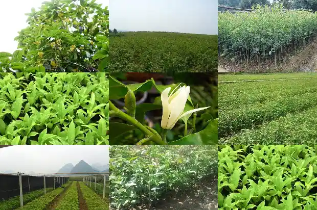 哪里的桂花树便宜又好养活1682647968682