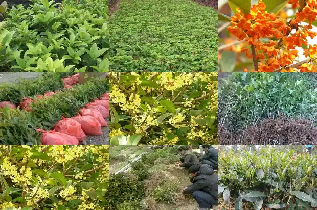 临沂桂花树基地1682648018097
