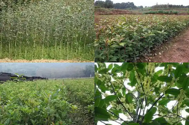 长不大的桂花树叫什么树1682648037355