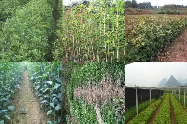 种什么桂花树最值钱的1682648057925