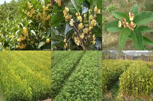 种什么桂花树最值钱的1682648057973