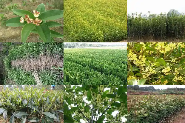 种什么桂花树最值钱的1682648058021