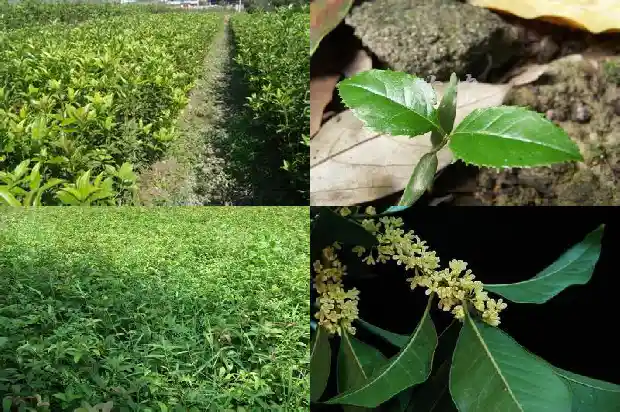 种什么桂花树最值钱的1682648058069