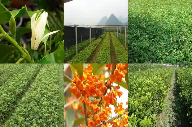 桂花树长在哪里最好1682648096837
