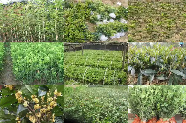 桂花树长在哪里最好1682648096932