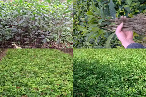 现在的桂花树值钱吗知乎1682648120166