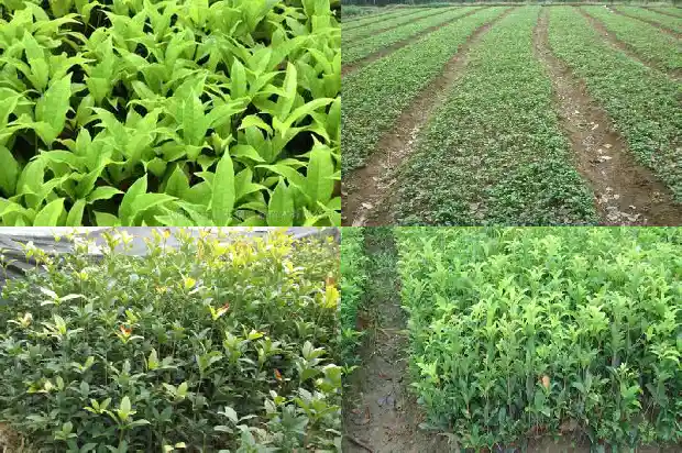 金桂花树怎么播种1690418029010