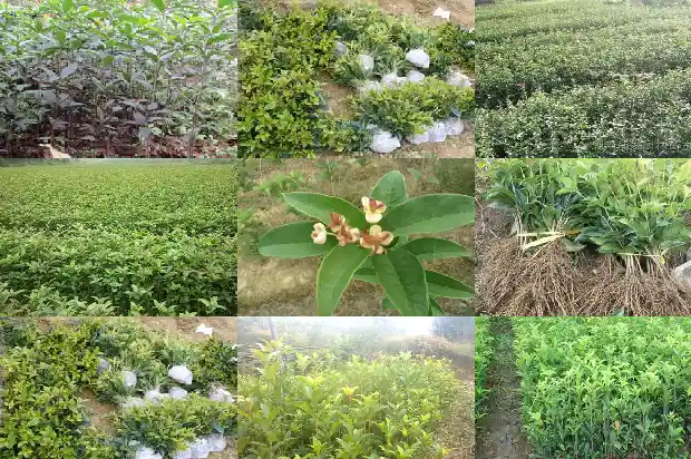 现在的桂花树值钱吗知乎1682648120262