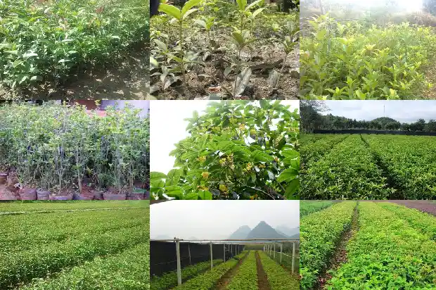 现在的桂花树值钱吗知乎1682648120310