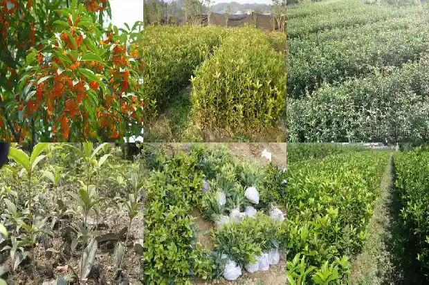 桂花树可以剪掉头吗1682648141520