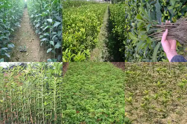 桂花树可以剪掉头吗1682648141567