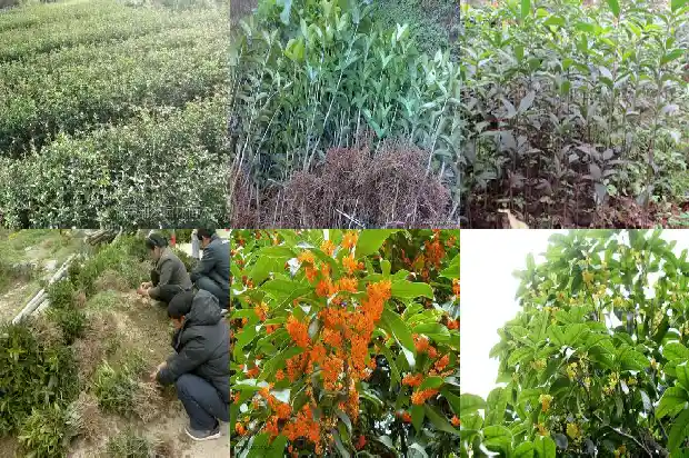 桂花树可以平头吗1682648162378