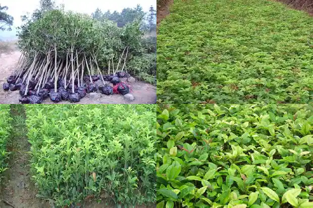 桂花树摘下来的桂花可以直接用嘛1682648179042