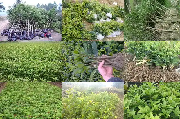 桂花树价格2013报价表大全1690418490289