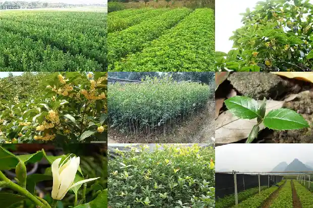 桂花树可以打头吗1682648202294