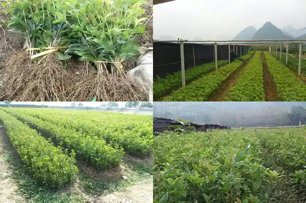 桂花树门前贵人立门内是什么1688691640310