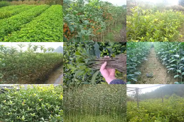 现在的桂花树能种活吗有毒吗1682648222658