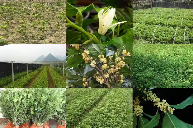 现在的桂花树能种活吗有毒吗1682648222706