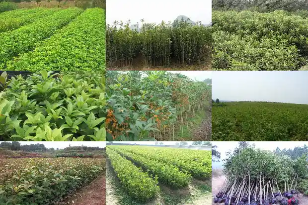 现在的桂花树能种活吗有毒吗1682648222753