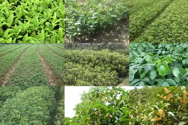 现在的桂花树可以种吗北方1682648245680