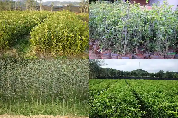 现在的桂花树可以种吗北方1682648245728