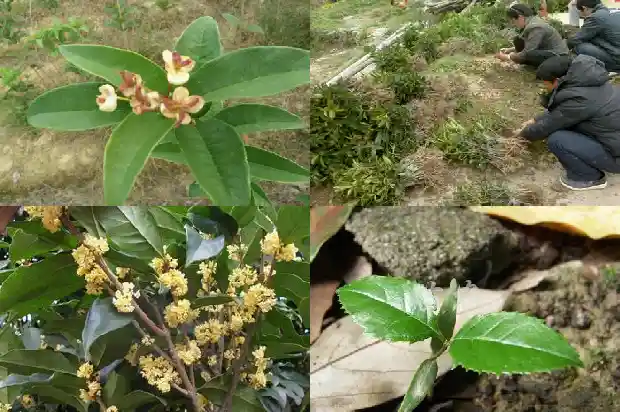 现在的桂花树可以种吗北方1682648245776