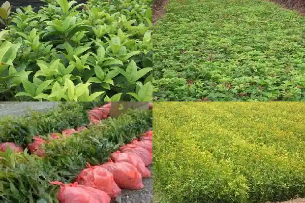 现在的桂花树可以种吗北方1682648245824