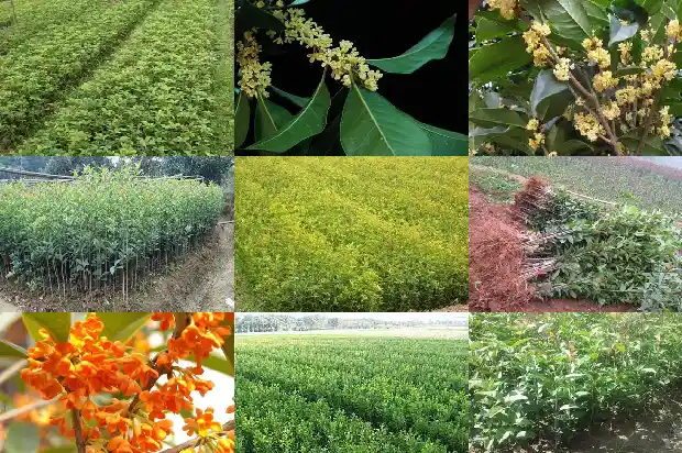 桂花树可以在家种吗1682648268237