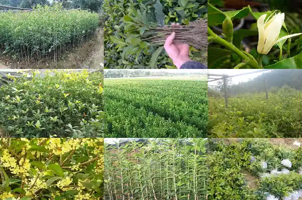 桂花树可以在家种吗1682648268333