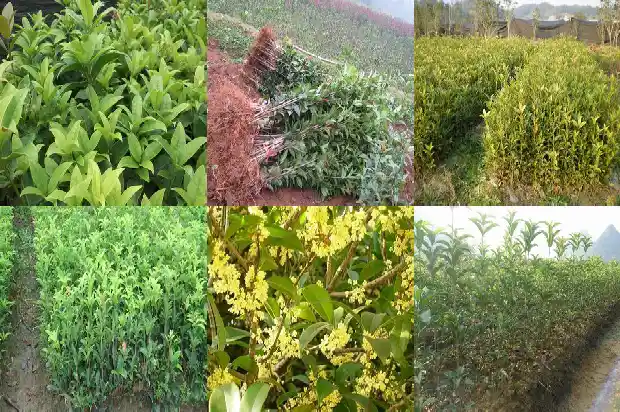 桂花树现在能移活吗1682648286900