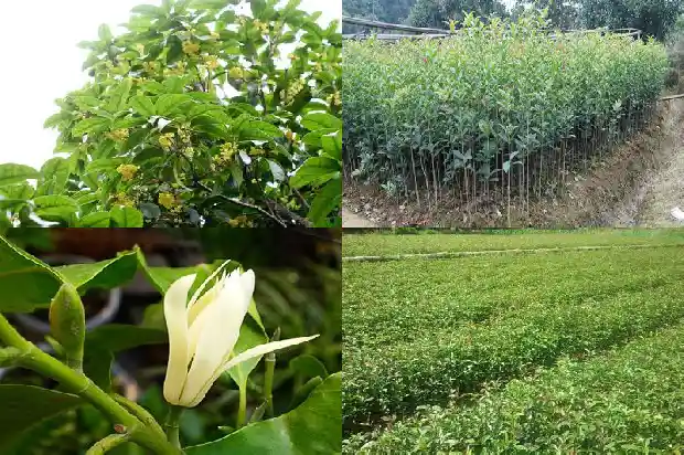 冬天能移桂花树吗1682648328674