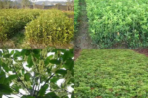 冬天能移桂花树吗1682648328770