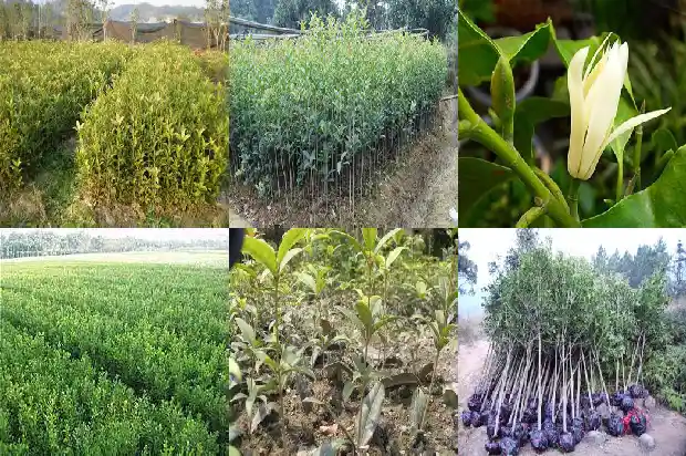 桂花可以和茶叶桂圆一起泡吗1689577095744