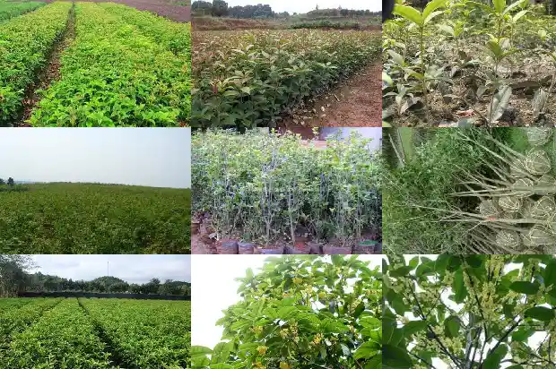 现在桂花树能不能载活1682648349603