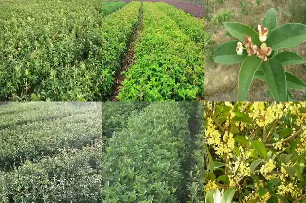 现在桂花树能不能载活1682648349650