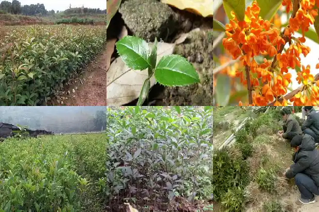 介绍桂花树的资料1682648368195